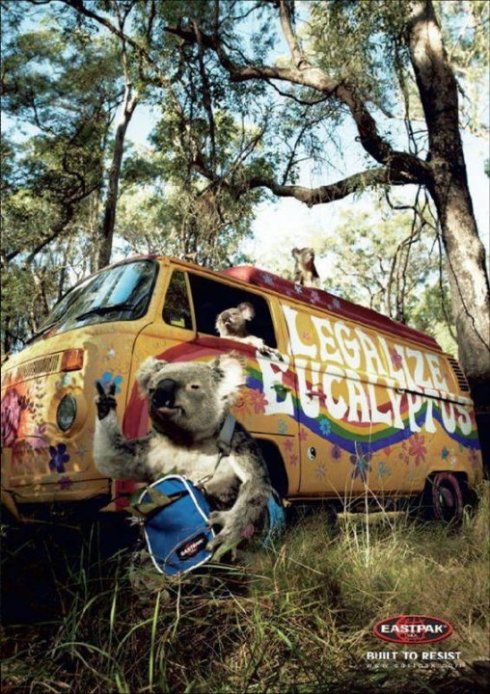 Vierahles Marketing mit Koalabären